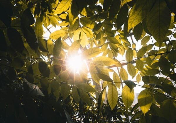 sunlight-through-leaves